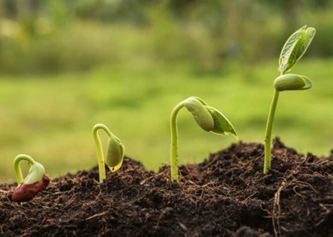 Faktor yang Dapat Mempengaruhi Pertumbuhan Makhluk Hidup