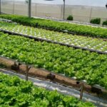 Mengelola Kebun Organik