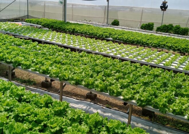 Mengelola Kebun Organik untuk Ketahanan Pangan Keluarga