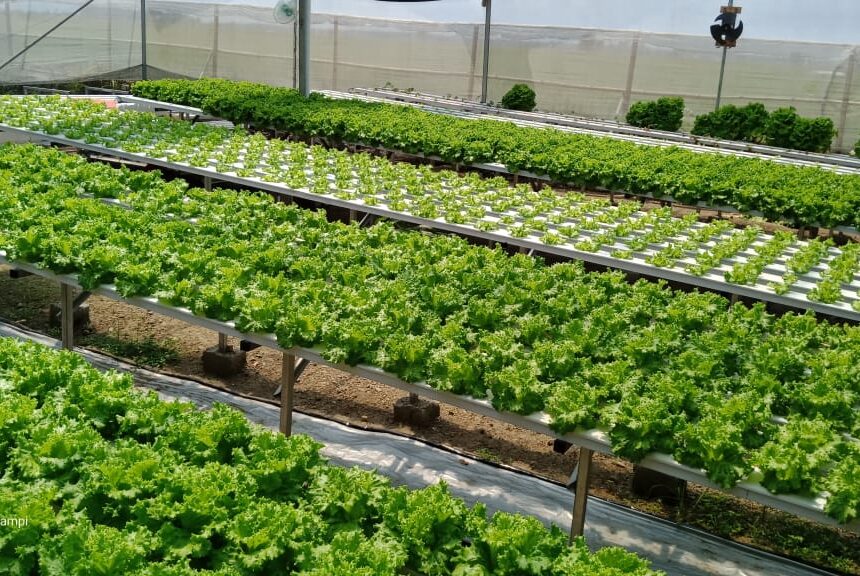 Mengelola Kebun Organik untuk Ketahanan Pangan Keluarga