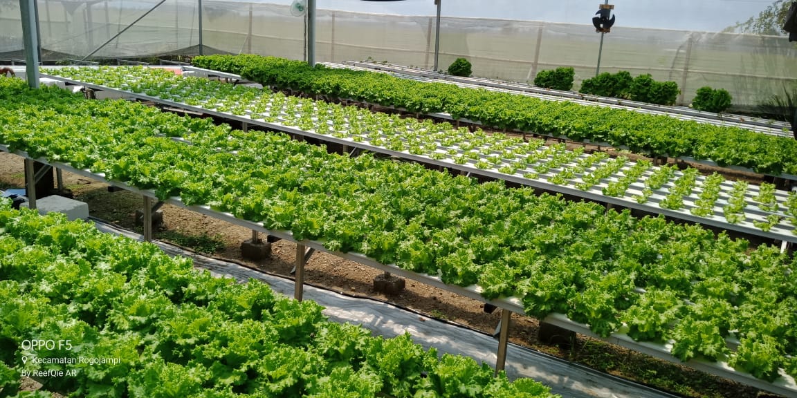 Mengelola Kebun Organik untuk Ketahanan Pangan Keluarga