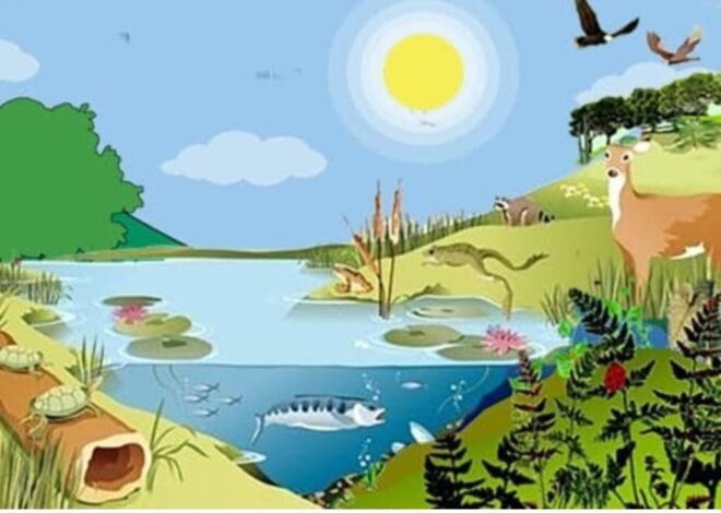 Konsep Kebutuhan Dasar Hewan Dalam Pembelajaran Ilmu Biologi