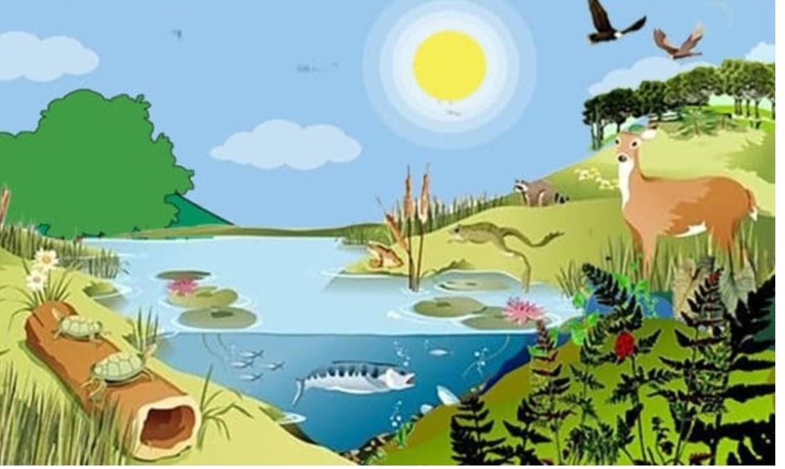 Konsep Kebutuhan Dasar Hewan Dalam Pembelajaran Ilmu Biologi