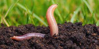 Cacing Tanah dan Pengaruh terhadap Kualitas Tanah Pertanian