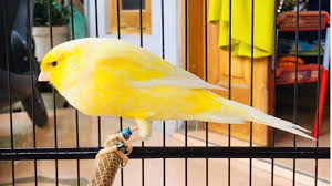 Variasi Genetik Burung Kenari dan Pengaruh Untuk Kesehatan