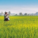 Sawah sebagai Penyeimbang Alam