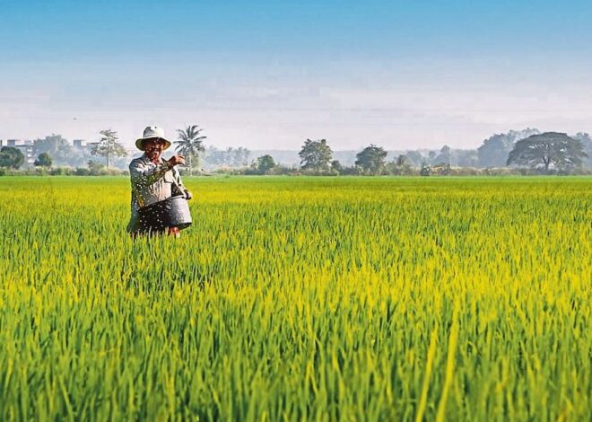 Sawah sebagai Penyeimbang Alam dan Sumber Kehidupan