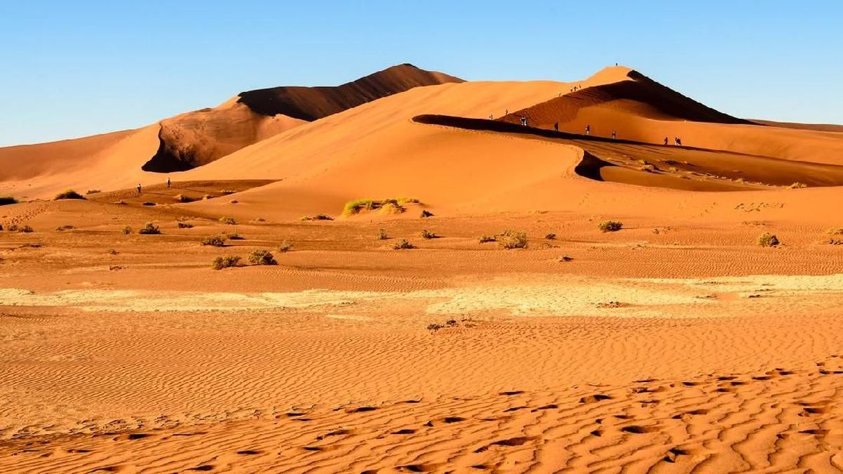 Studi Biologi Mengenai Keberlangsungan Hidup Spesies Gurun