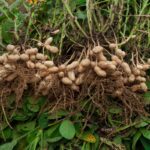 Adaptasi Biologis Kacang Tanah