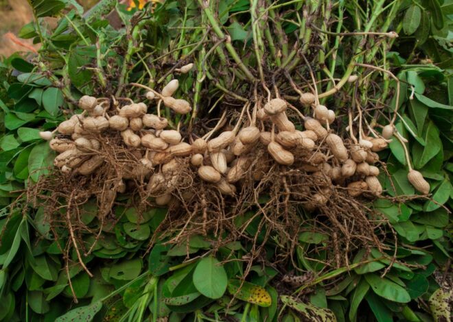 Adaptasi Biologis Kacang Tanah Terhadap Berbagai Jenis Tanah