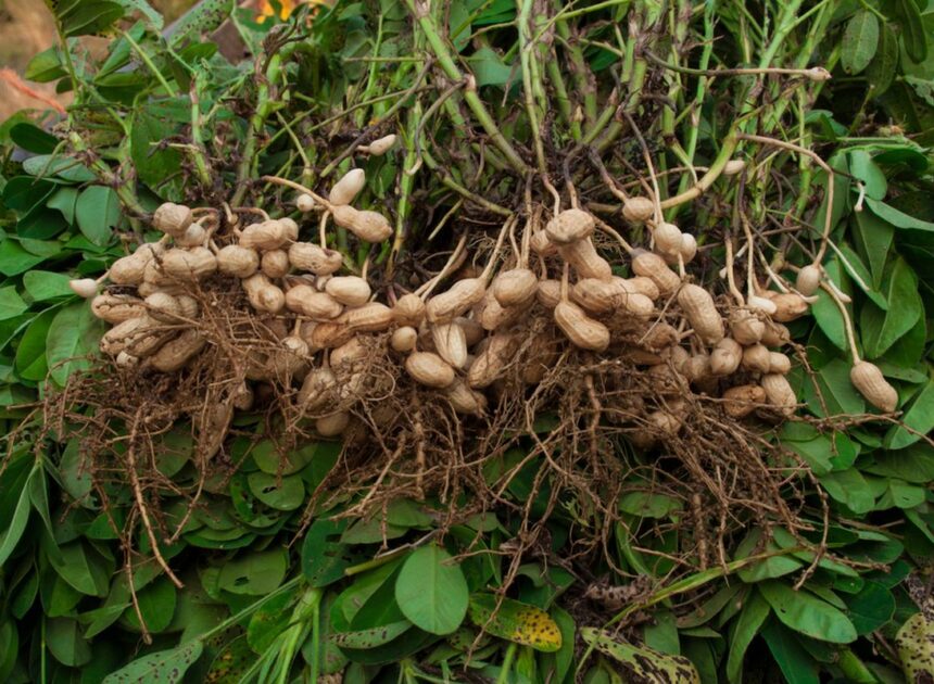 Adaptasi Biologis Kacang Tanah Terhadap Berbagai Jenis Tanah