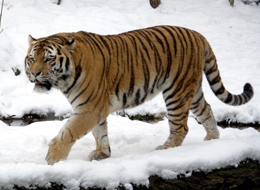 Studi Biologi Populasi pada Berbagai Varietas Harimau Dunia