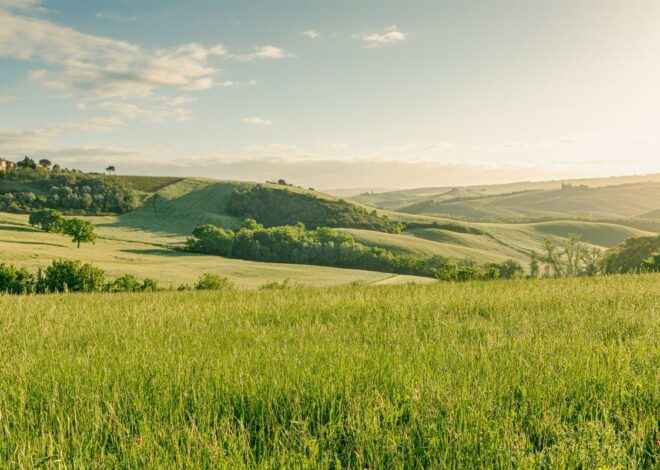 Padang Rumput Sebagai Habitat Rumah Hewan dan Tumbuhan