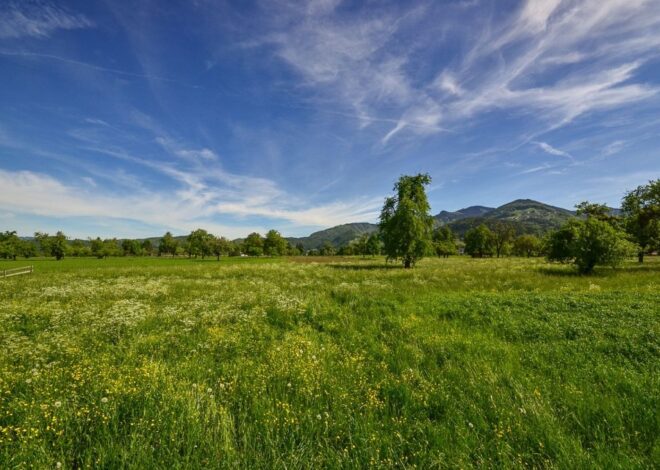 Padang Rumput dan Peranannya dalam Menjaga Ekosistem Bumi