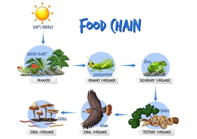 Memahami Konsumen Sekunder dengan Peran Hewan Predator