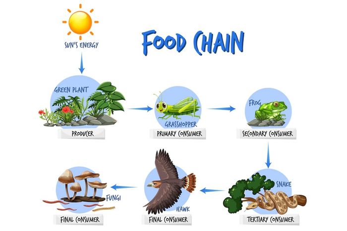 Memahami Konsumen Sekunder dengan Peran Hewan Predator