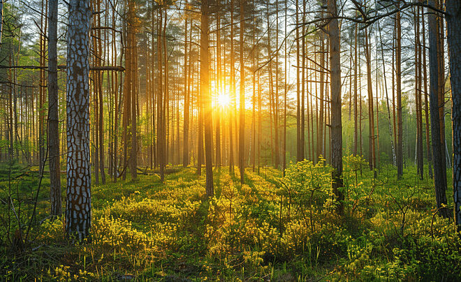 Hutan dan Kehidupan: Memahami Ekosistem yang Menjaga Alam