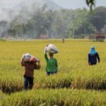 Petani sebagai Sumber Daya Manusia