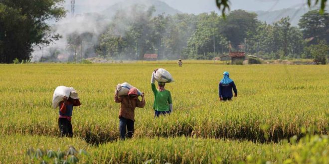 Petani sebagai Sumber Daya Manusia Kunci Pertahanan Pangan