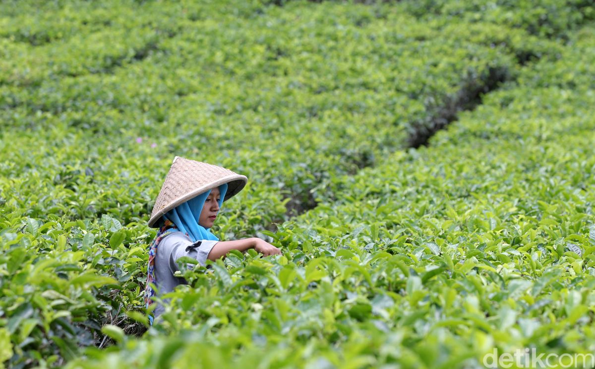 Sumber Daya Hayati: Kekayaan Alam yang Harus Dilestarikan