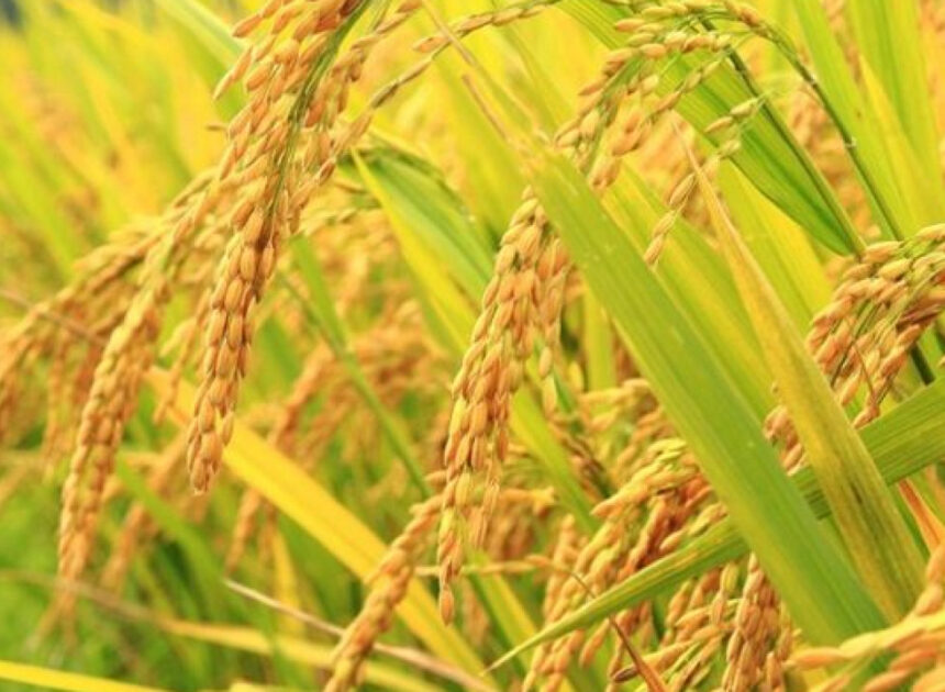 Varietas Padi dengan Kualitas Beras Premium untuk Pasar Modern