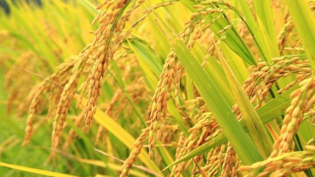 Varietas Padi dengan Kualitas Beras Premium untuk Pasar Modern