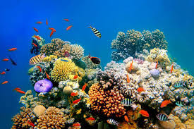 Ekosistem Terumbu Karang: Tempat untuk Kehidupan Dunia Laut
