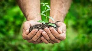 Tanaman Budidaya: Konsep Sumber Daya dalam Ekologi Biologi