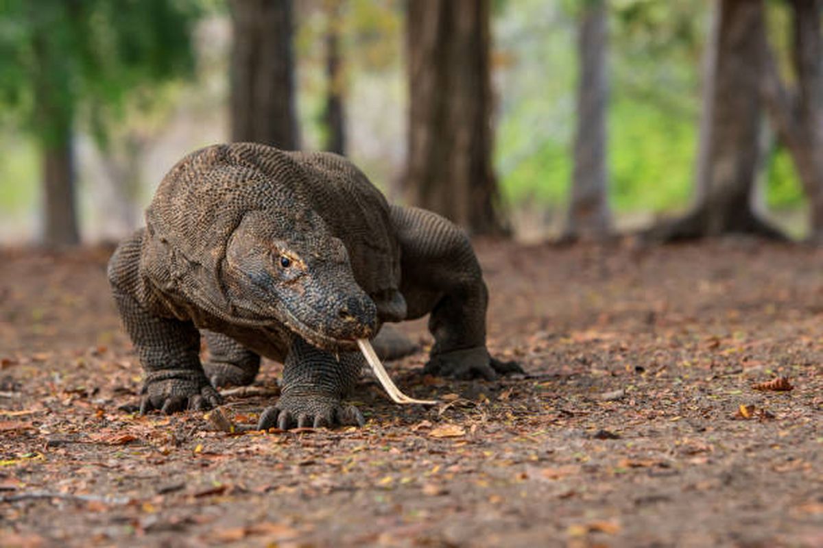 Biologi Tentang Habitat
